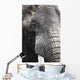 Portrait Of African Bull Elephant Wall Mural