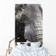 Portrait Of African Bull Elephant Wall Mural