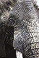 Portrait Of African Bull Elephant Wall Mural