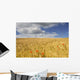 Wild Poppies In Wheat Field, North Yorkshire, England Wall Mural