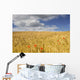 Wild Poppies In Wheat Field, North Yorkshire, England Wall Mural