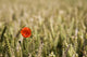 Poppy Flower In Field Of Wheat Wall Mural