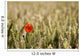 Poppy Flower In Field Of Wheat Wall Mural