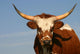 Texas Longhorn Cow Wall Mural