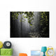 Rainforest, Bellingen, Australia Wall Mural