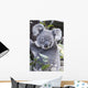 Koala In Tree, Phascolarctos Cinereus, Australia Wall Mural