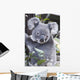 Koala In Tree, Phascolarctos Cinereus, Australia Wall Mural