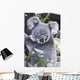Koala In Tree, Phascolarctos Cinereus, Australia Wall Mural
