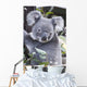 Koala In Tree, Phascolarctos Cinereus, Australia Wall Mural