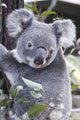 Koala In Tree, Phascolarctos Cinereus, Australia Wall Mural
