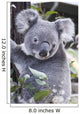 Koala In Tree, Phascolarctos Cinereus, Australia Wall Mural
