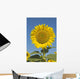 Sunflower Wall Mural