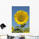 Sunflower Wall Mural