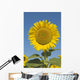Sunflower Wall Mural