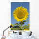 Sunflower Wall Mural
