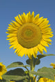 Sunflower Wall Mural