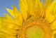 Sunflower Wall Mural