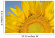 Sunflower Wall Mural