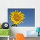 Sunflower, Helianthus Annuus Wall Mural