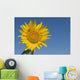 Sunflower, Helianthus Annuus Wall Mural
