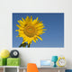 Sunflower, Helianthus Annuus Wall Mural