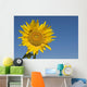 Sunflower, Helianthus Annuus Wall Mural
