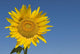 Sunflower, Helianthus Annuus Wall Mural