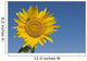 Sunflower, Helianthus Annuus Wall Mural