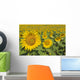 Sunflowers, Helianthus Annuus, Andalusia, Spain, Europe Wall Mural