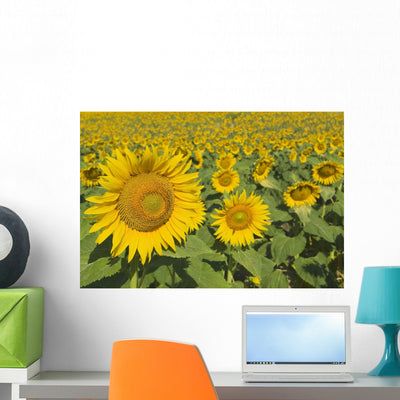 Sunflowers Helianthus Annuus Andalusia Wall Mural shown on a wall