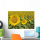 Sunflowers, Helianthus Annuus, Andalusia, Spain, Europe Wall Mural