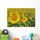 Sunflowers, Helianthus Annuus, Andalusia, Spain, Europe Wall Mural