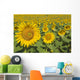 Sunflowers, Helianthus Annuus, Andalusia, Spain, Europe Wall Mural