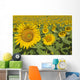 Sunflowers, Helianthus Annuus, Andalusia, Spain, Europe Wall Mural
