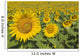 Sunflowers, Helianthus Annuus, Andalusia, Spain, Europe Wall Mural
