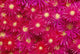 Trailing Ice Plant Wall Mural