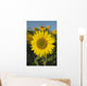 Sunflower Wall Mural