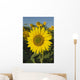 Sunflower Wall Mural