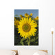 Sunflower Wall Mural