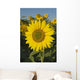 Sunflower Wall Mural