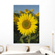 Sunflower Wall Mural