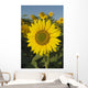 Sunflower Wall Mural