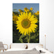 Sunflower Wall Mural
