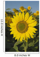 Sunflower Wall Mural