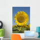 Sunflower Wall Mural