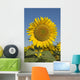 Sunflower Wall Mural
