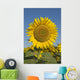 Sunflower Wall Mural