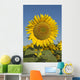 Sunflower Wall Mural