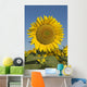 Sunflower Wall Mural