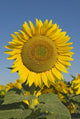 Sunflower Wall Mural